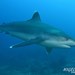 Tiburón Puntas Blancas - Photo (c) Nigel Marsh, algunos derechos reservados (CC BY-NC), uploaded by Nigel Marsh