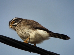 Spiziapteryx circumcincta