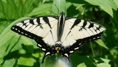 Papilio canadensis × glaucus
