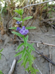 Scutellaria scordifolia