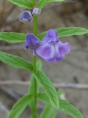 Scutellaria scordifolia