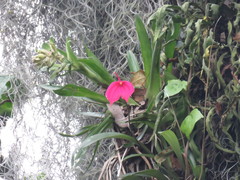 Masdevallia coccinea