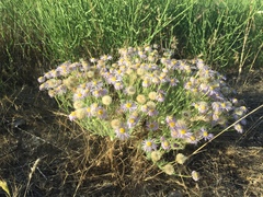 Erigeron pumilus