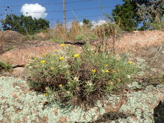 Heterotheca stenophylla