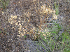 Lomatium macrocarpum