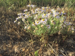 Erigeron pumilus