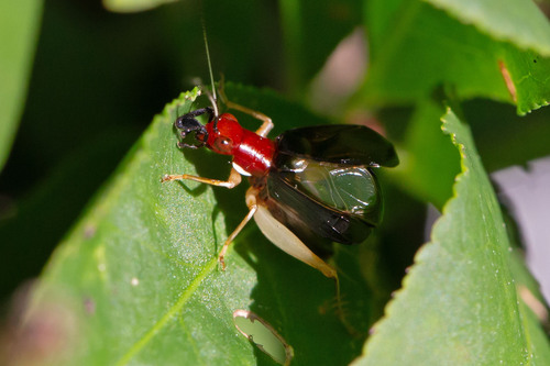 Red-headed Bush Cricket photo 4