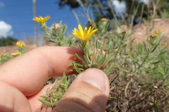 Heterotheca stenophylla