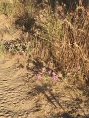 Erigeron pumilus