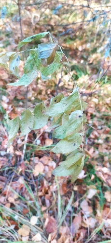 Lathyrus gmelinii, photograph 1