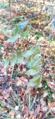 Lathyrus gmelinii, photograph Алексей Ябс, CC0, iNaturalist via GBIF