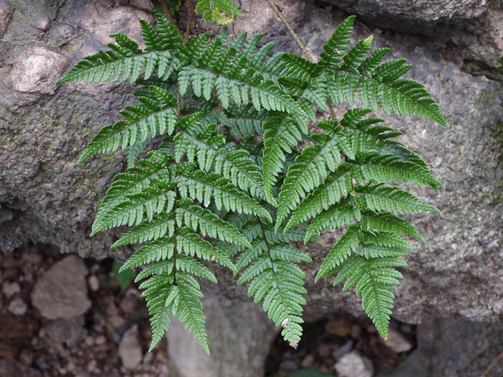 beaded wood fern