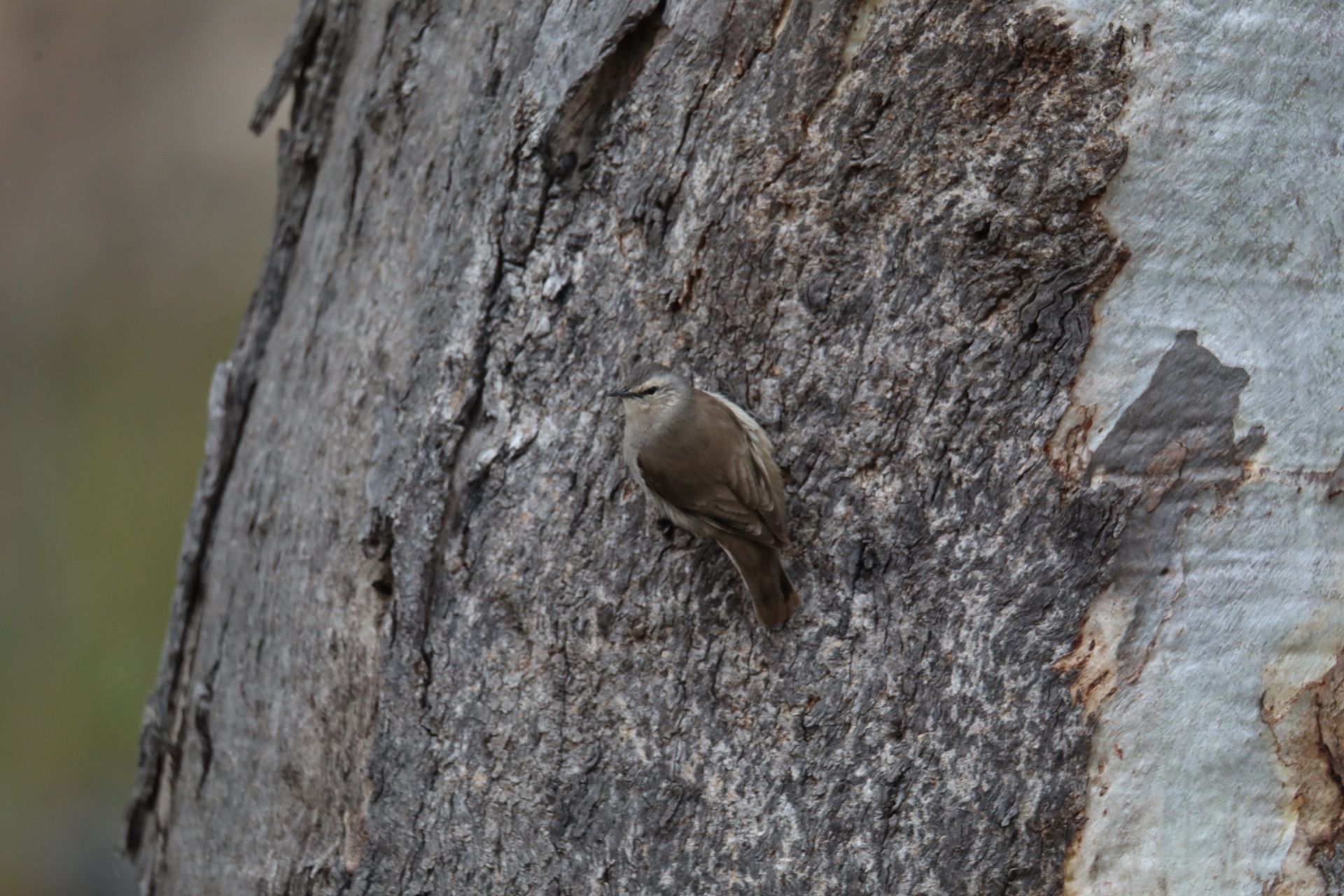 Brown Treecreeper illustration
