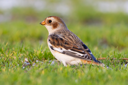 Escribano nival (Plectrophenax nivalis)
