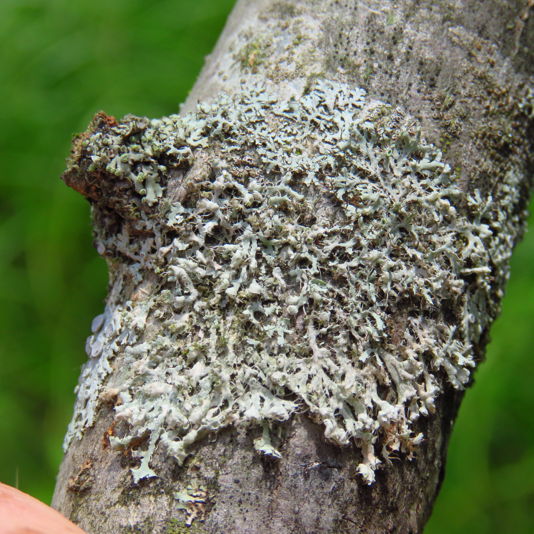 Physciaceae image