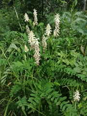Astragalus uliginosus