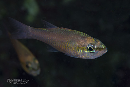 Bigtooth Cardinalfish (Paroncheilus affinis) — Apogonidae