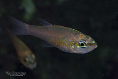 Bigtooth Cardinalfish photo 2