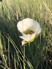 Calochortus ambiguus