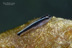 Linesnout Goby photo 2
