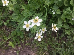Anemonastrum
