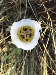 Calochortus ambiguus