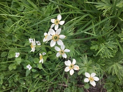 Anemonastrum