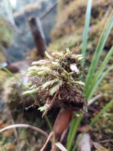 Pleurozia gigantea observed 2024-10-18