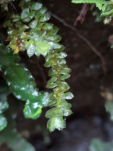 Calyptrochaeta asplenioides observed 2024-10-18