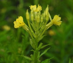 Oenothera oakesiana