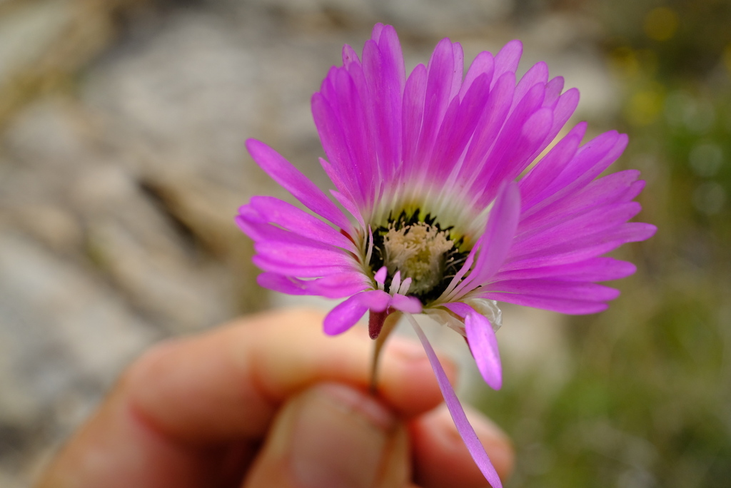 Drosanthemum bellum