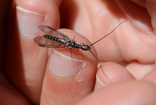 Negha longicornis