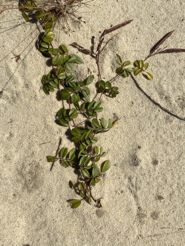 Image of Tephrosia mysteriosa by (c) Brandon Corder, some rights reserved (CC BY)