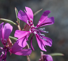 Clarkia xantiana