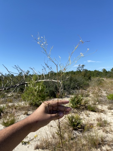Image of Polygonella gracilis by (c) Brandon Corder, some rights reserved (CC BY)