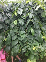 Ulmus glabra camperdownii