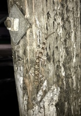 Hemidactylus angulatus