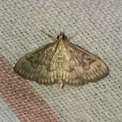 Crocidophora serratissimalis