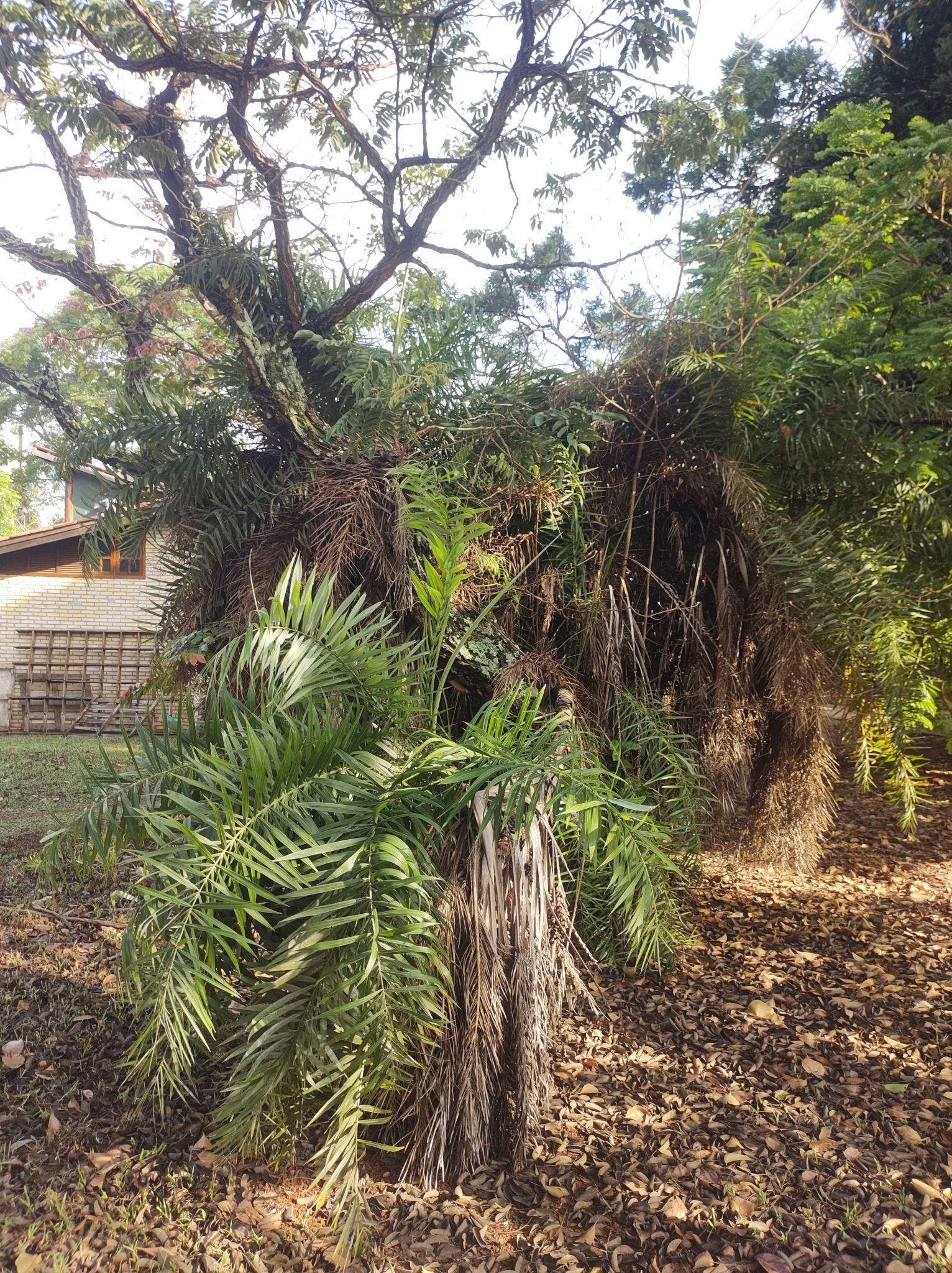 Imagem de Syagrus flexuosa (Mart.) Becc.