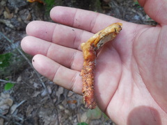 Ganoderma curtisii image