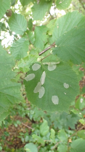 Nut Leaf Blister Moth, 3432 NE Nieuwegein, Nederland, photo 7 of 10