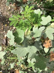 Gossypium tomentosum