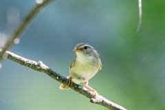 Phylloscopus schwarzi
