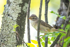 Phylloscopus schwarzi