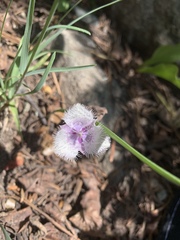 Calochortus coeruleus