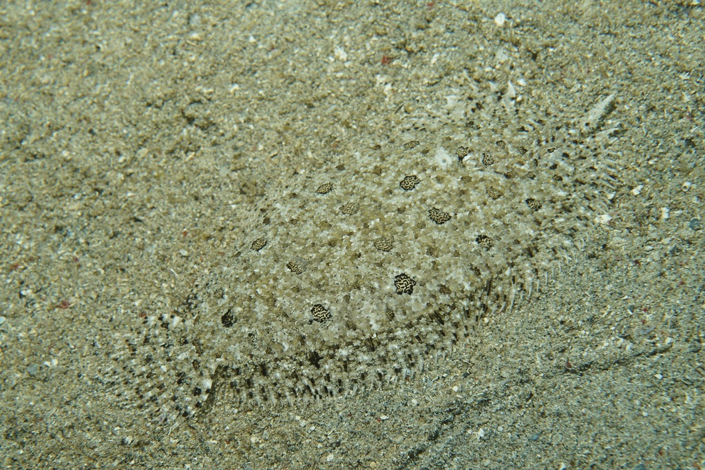 Gevlekte hengelbot (Asterorhombus intermedius) — Bothidae