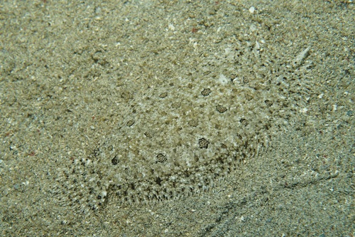 Blotched flounder (Asterorhombus intermedius) — Bothidae