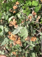 Gossypium tomentosum