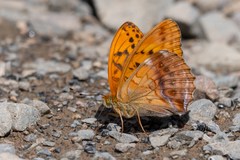 Argynnis sagana