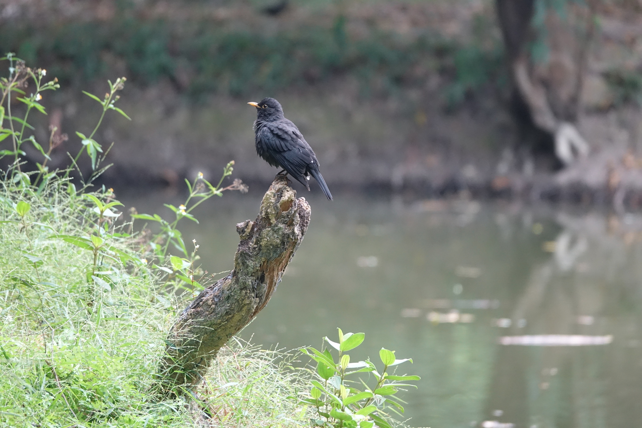 Chinese Blackbird (Turdus mandarinus) · iNaturalist